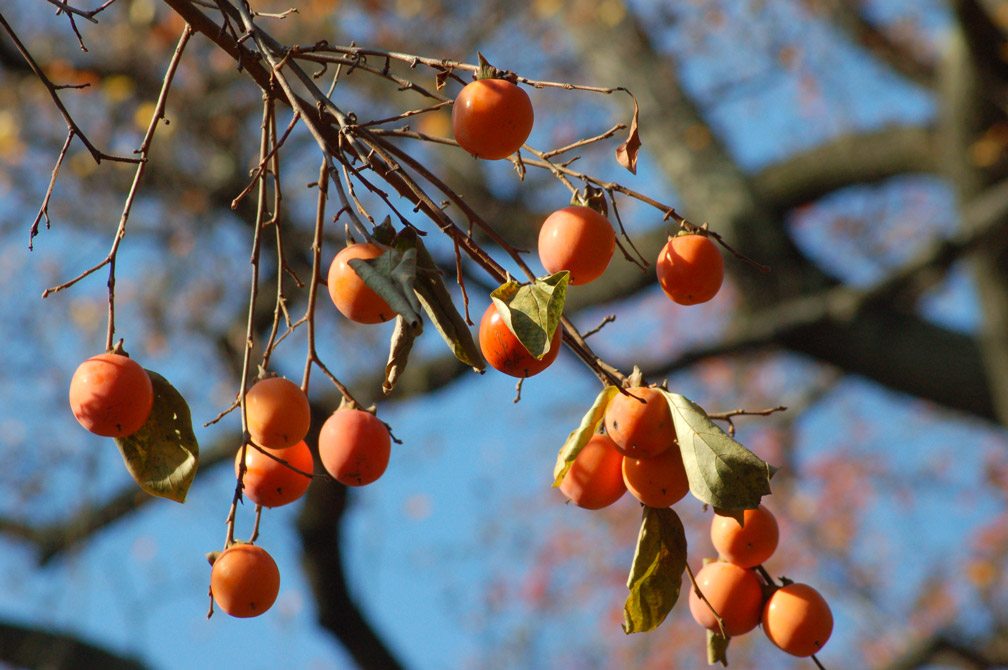 Persimmons Missouri S Finest Fruit Missouri Life Magazine