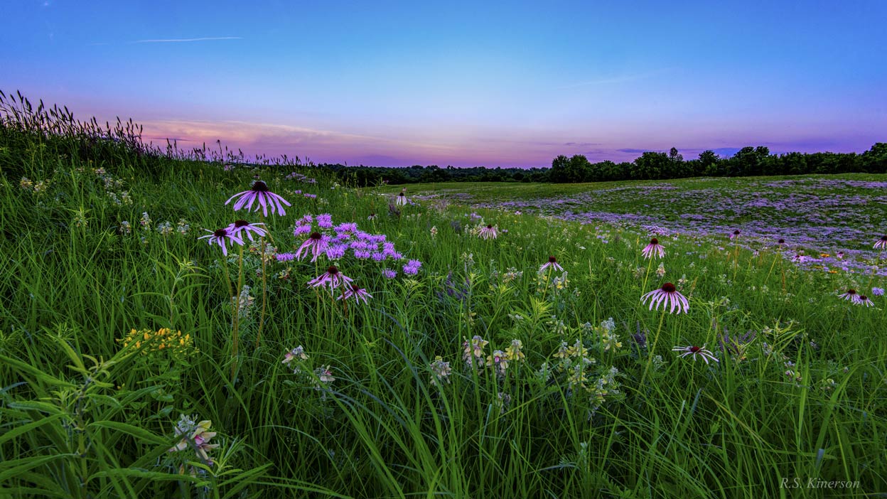 Here's Our Guide to Growing Native Plants • Missouri Life ...