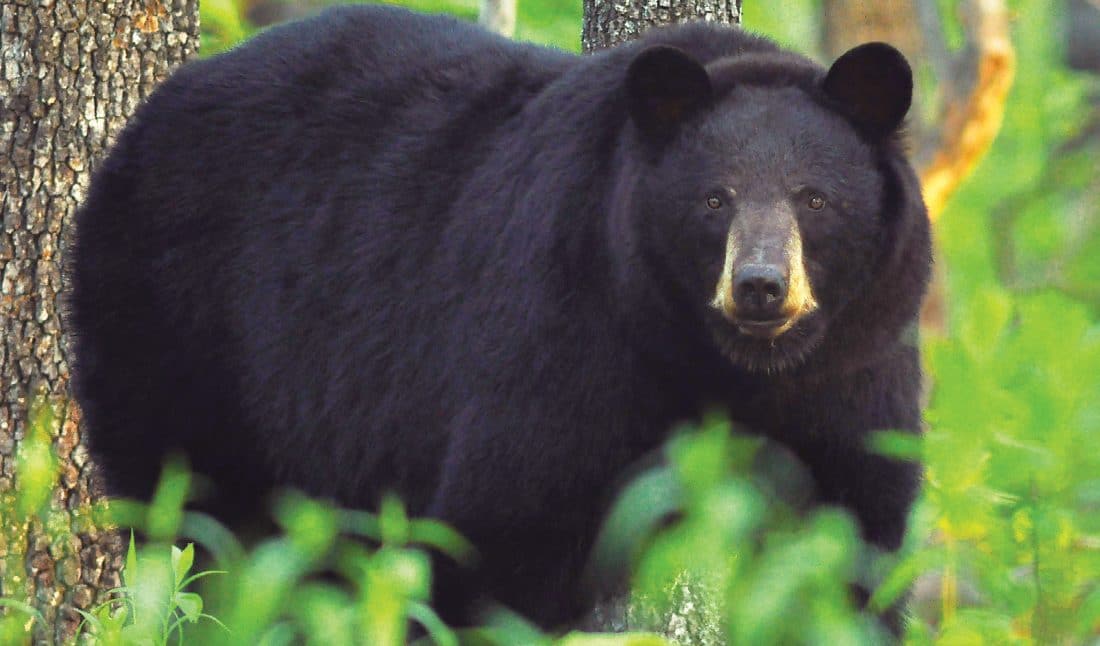 How Missouri Black Bears Came Back From Near-Extinction • Missouri Life ...