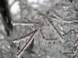 Frozen tree limb captured by Ed Roberts - local missouri photographer