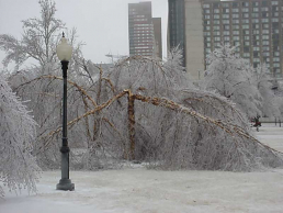 Frozen Tree in Park in Kansas City Missouri