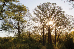 Sun shining through trees in Missouri Park