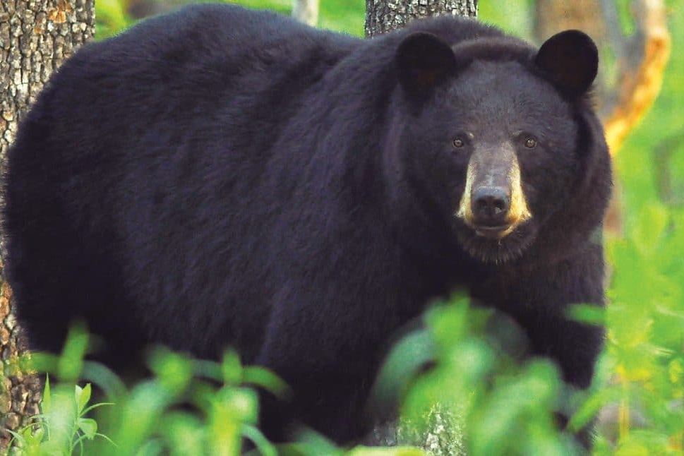 Large Missouri Black Bear staring into camera