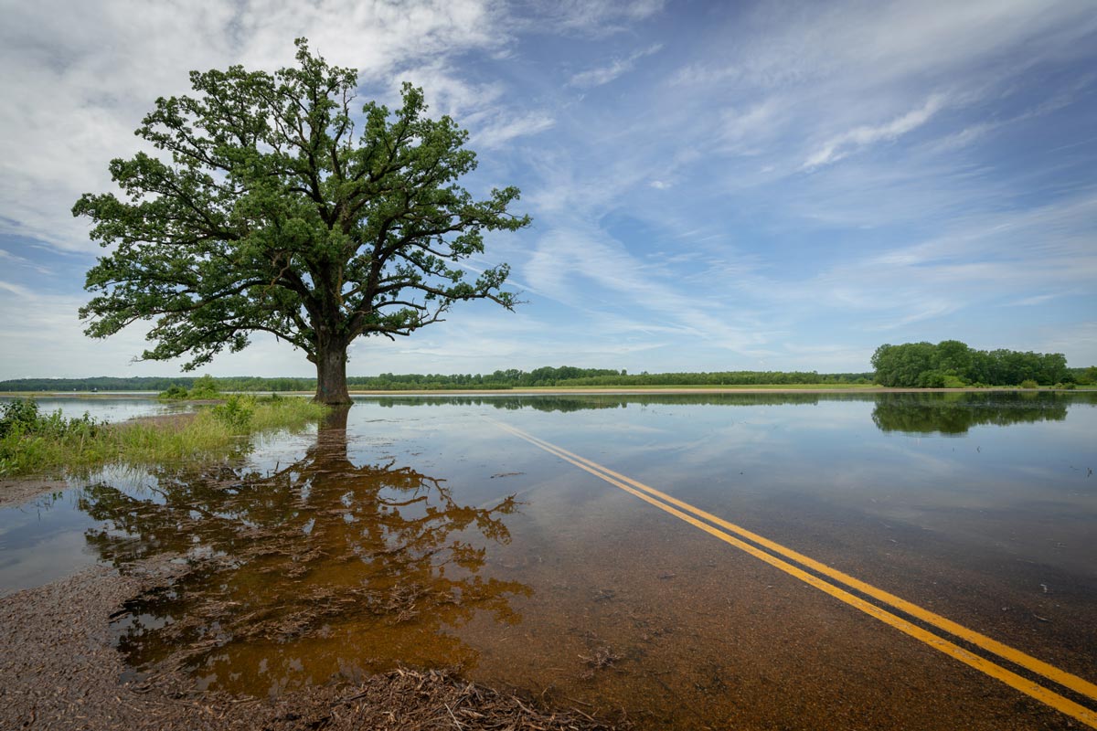 Missouri Flooding, Great Burr Oak
