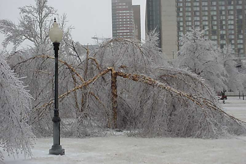 Frozen Tree in Park in Kansas City Missouri