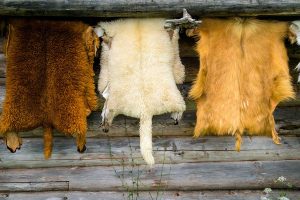 Furs and pelts hanging to dry.