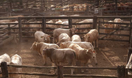 Cattle in pens at a stockyard.