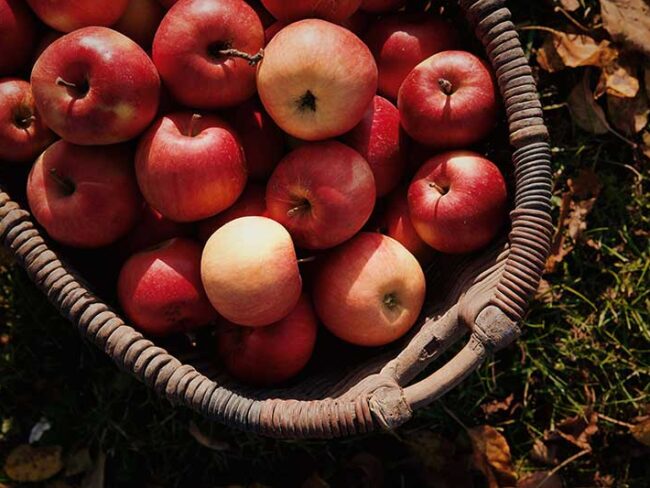 Basket of red apples
