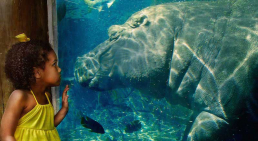 Young girl views a hippopotamus at the St. Louis Zoo.