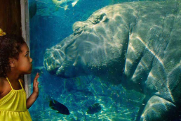 Young girl views a hippopotamus at the St. Louis Zoo.