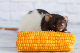 Rat eating corn. Adobe Stock photo