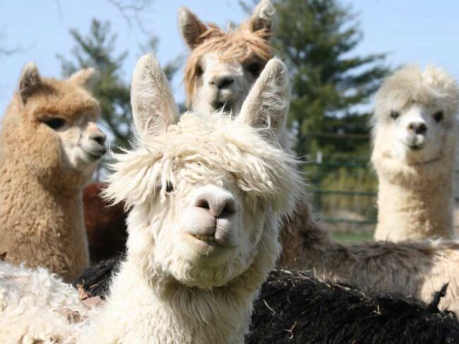 Party Animals was taken at the Northern Prairie Alpaca Farm in Sullivan. Alpacas were almost wiped out in the 1500s when the Spanish conquistadors invaded the Andes. Now they are wildly popular and can be found worldwide except in the Antarctic.