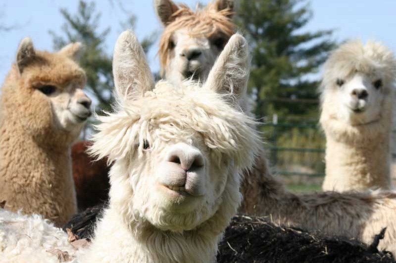Party Animals was taken at the Northern Prairie Alpaca Farm in Sullivan. Alpacas were almost wiped out in the 1500s when the Spanish conquistadors invaded the Andes. Now they are wildly popular and can be found worldwide except in the Antarctic.