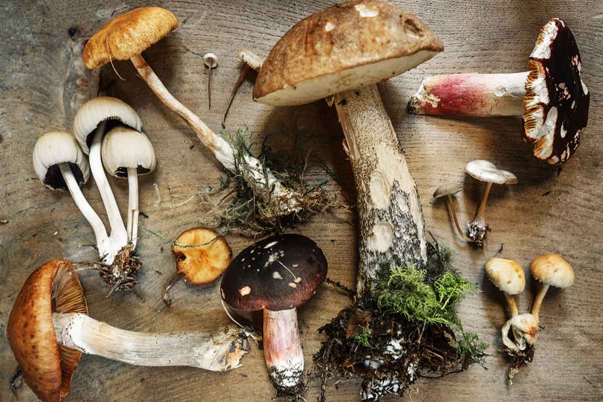 Fascinating Fungi • Missouri Life Magazine
