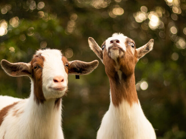 Goats smiling and looking up