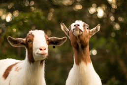 Goats smiling and looking up