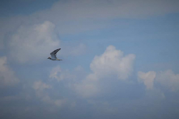 Native sea bird flying along the Missouri River at the Migratory Bird Sanctuary