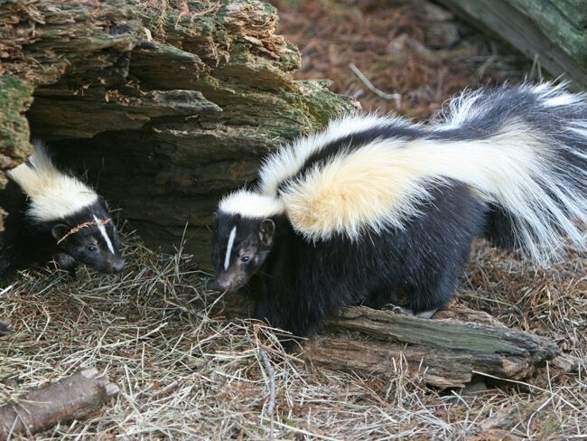 Two skunks on dry grass.