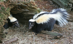 Two skunks on dry grass.