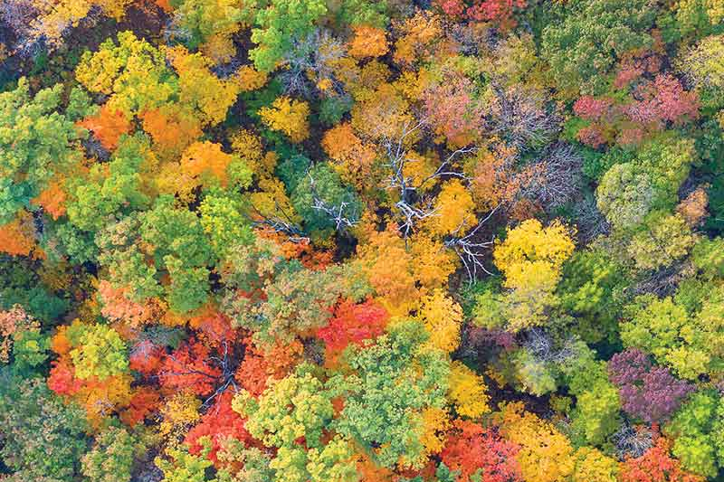 yellow, orange, red and green trees in a birds eye view photo
