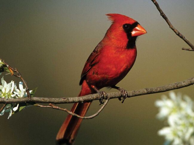 Cardinal in Haha Tanka State Park while site seeing in missouri