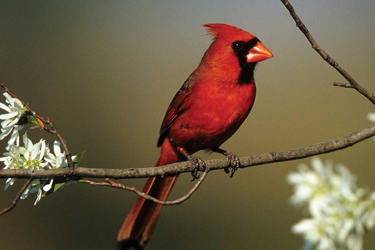 Cardinal in Haha Tanka State Park while site seeing in missouri