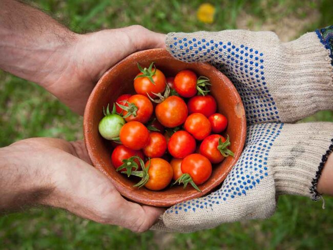 Tomatoes being held by Gardeners