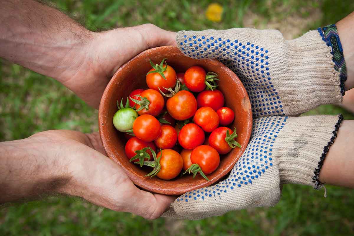 Tomatoes being held by Gardeners