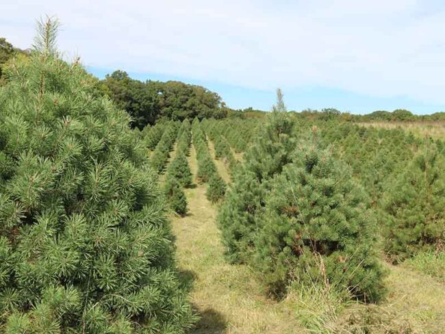 Tree farm in Missouri -Great place to get Christmas Trees