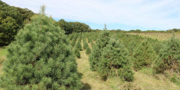 Tree farm in Missouri -Great place to get Christmas Trees