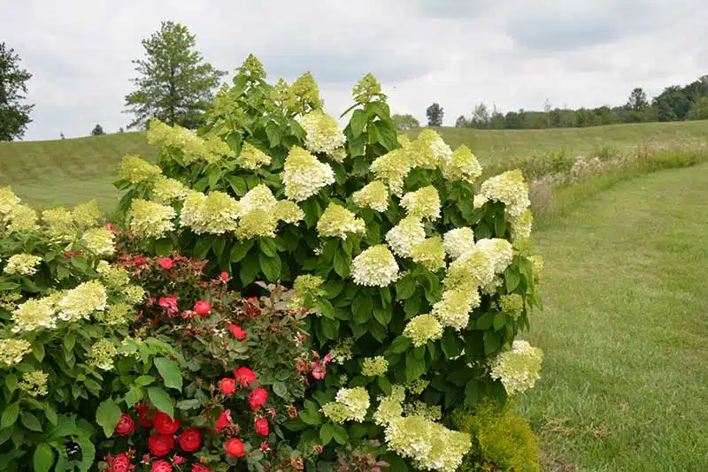 Limelight Prime Hydrangea, a popular new shrub for 2022.