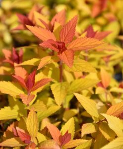 Candy Corn spirea, a real showstopper!