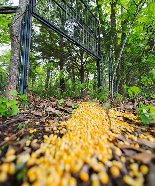 Corn on the ground leading to a trap