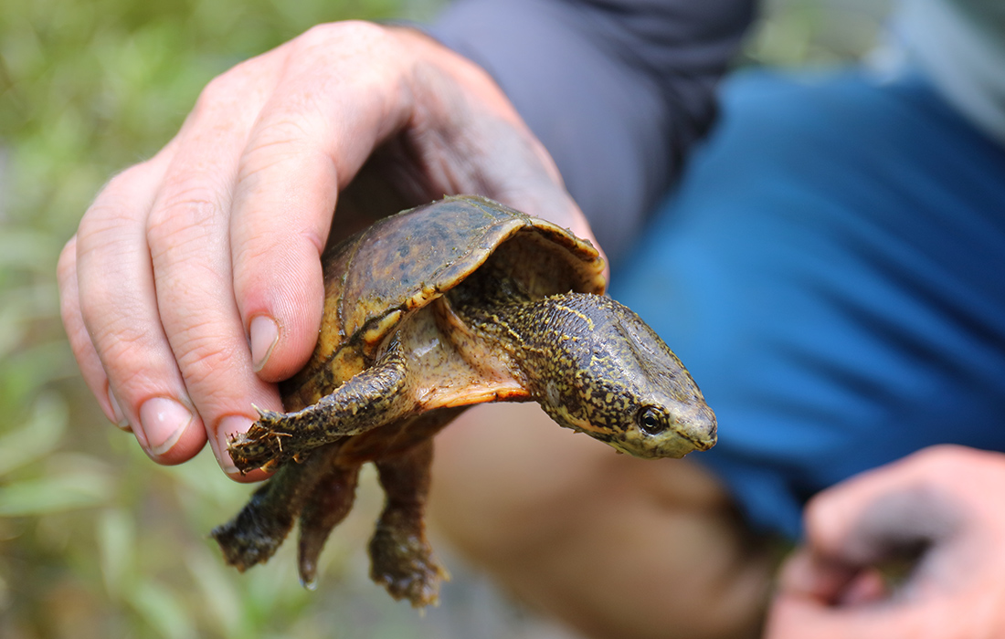 An Easter Musk Turtle found at Barn Hollow