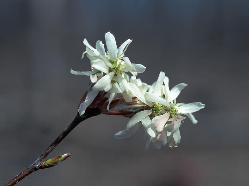 Missouri's Native Flowering Trees