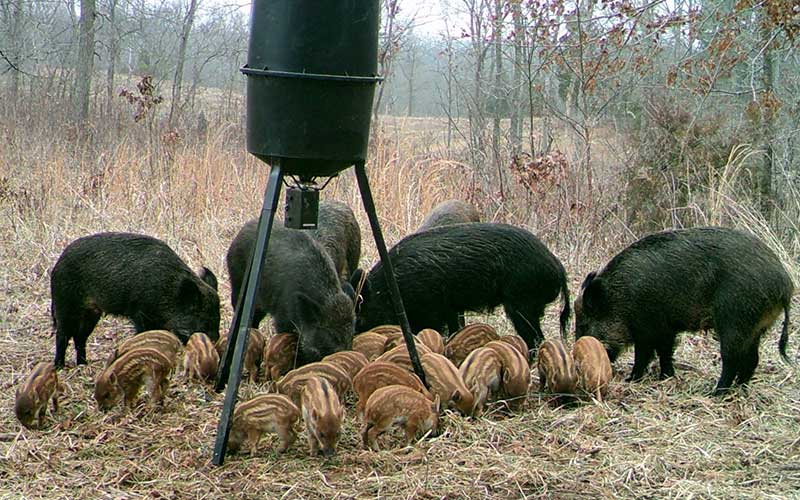 Hogs and their babies