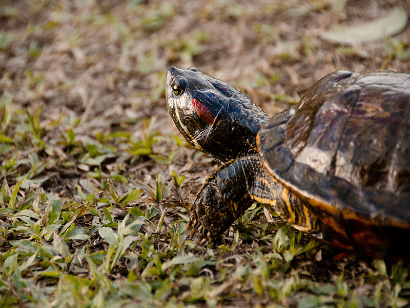 Tippy the Turtle • Missouri Life Magazine