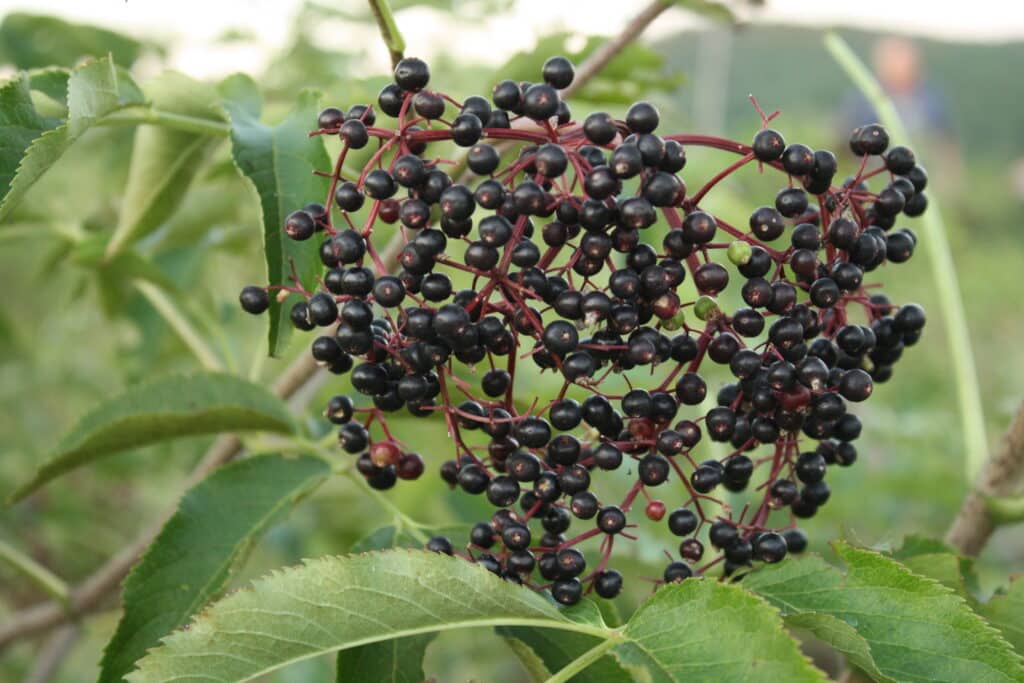 Elderberry Sour Cream Pie, Hooray! • Missouri Life Magazine