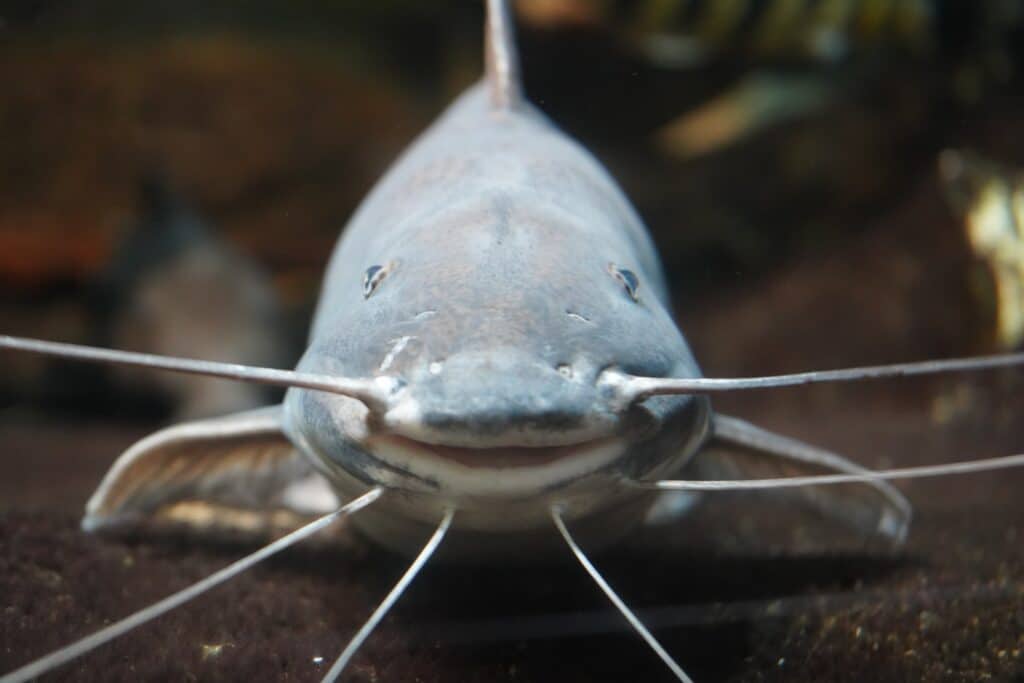 Missouri History Today May 23, 1997: The channel catfish was chosen as ...