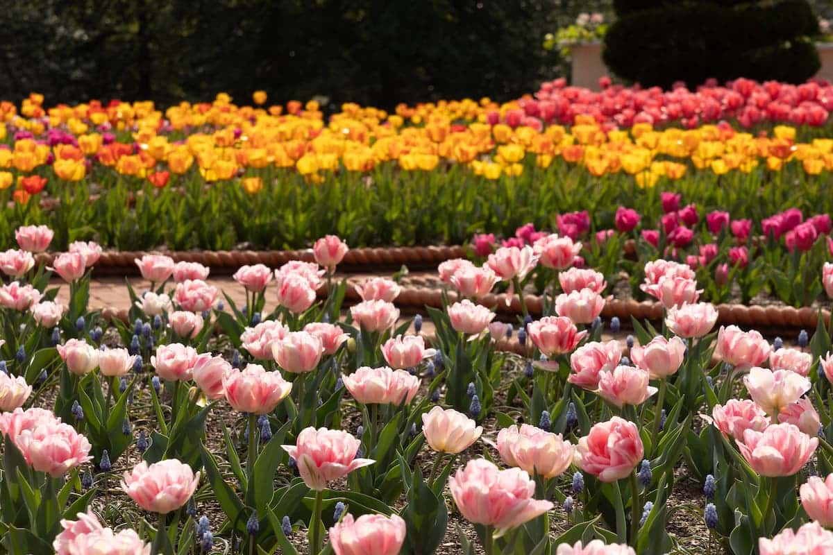 Tiptoe Through the Tulips • Missouri Life Magazine